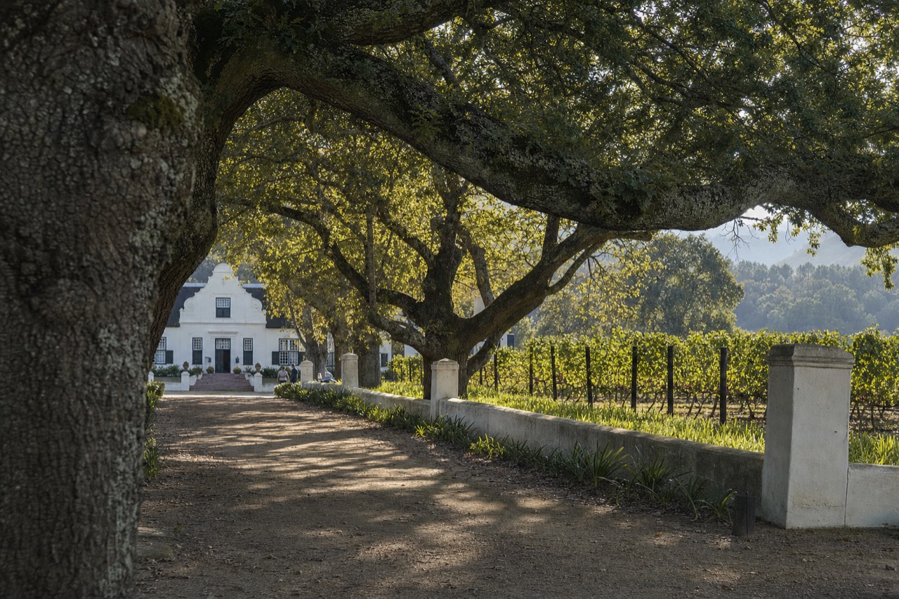 Hop-On Bus & Wine Tasting at Groot Constantia