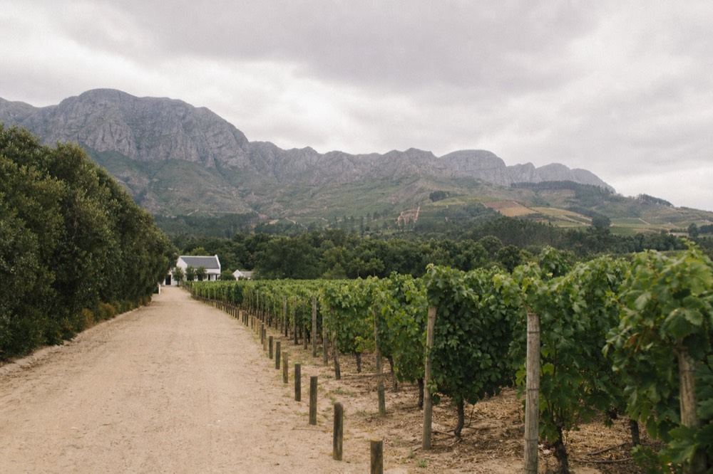 Vineyard rows on a Constantia estate with mountains behind, no text, no logos, no people
