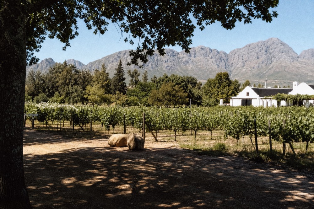 Mountain-fringed vineyard estate in the Franschhoek valley, no text, no logos, no people