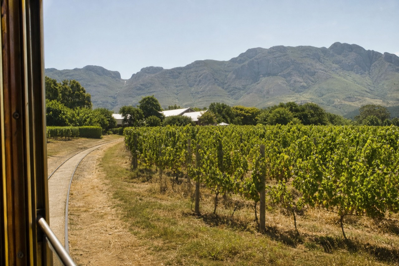 Vineyard rows on a Constantia estate with mountains behind, no text, no logos, no people