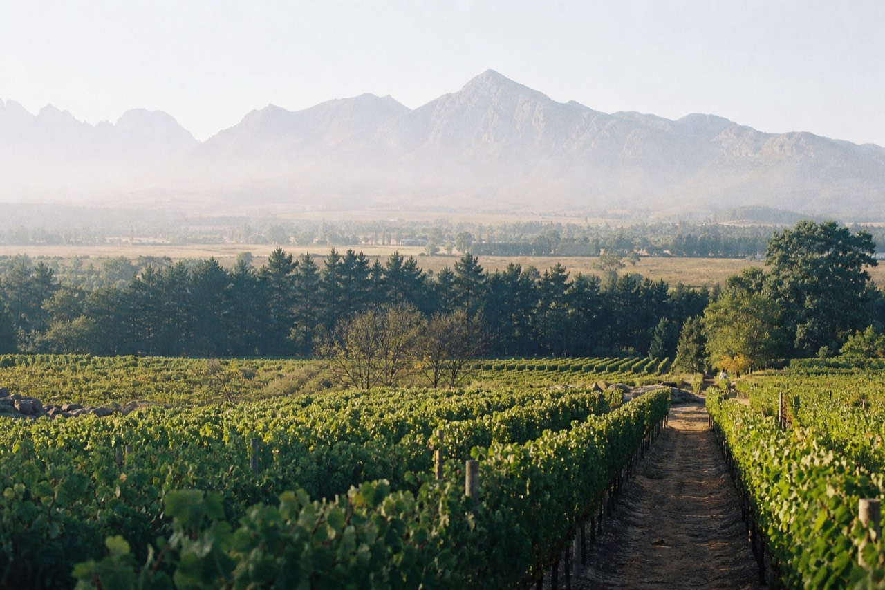 Vineyard rows on a Cape Winelands estate with mountains behind, no text, no logos, no people.