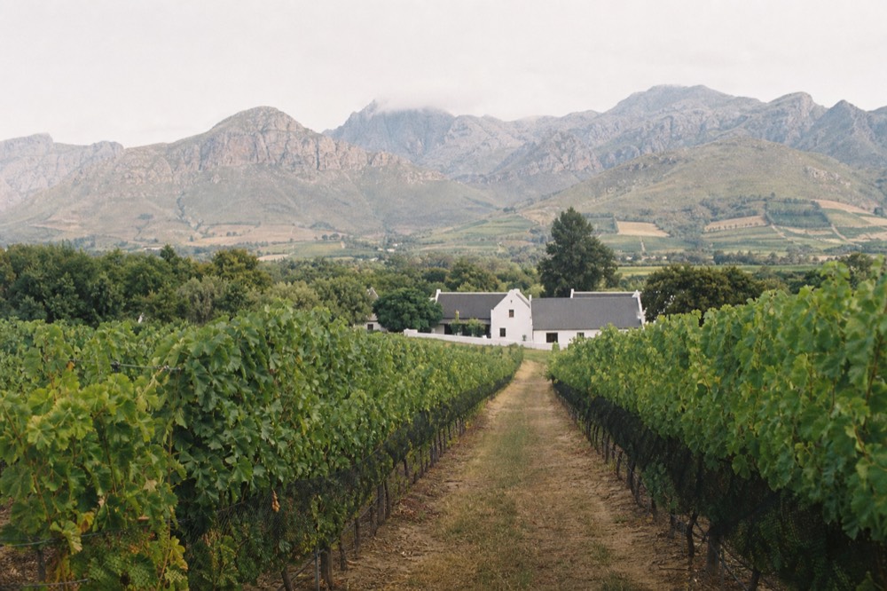Franschhoek vineyard rows with mountains in the morning light, no text, no logos, no people