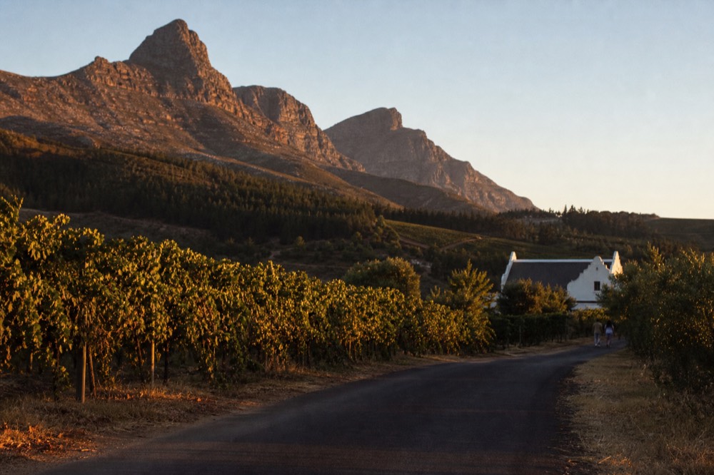 Mountain pass road curving between vineyards and pine slopes, no text, no logos, no people