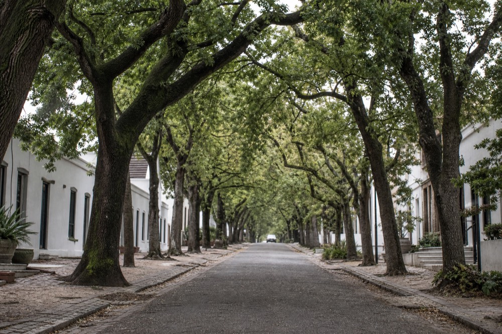 Oak-lined street in Stellenbosch town center, no text, no logos, no people