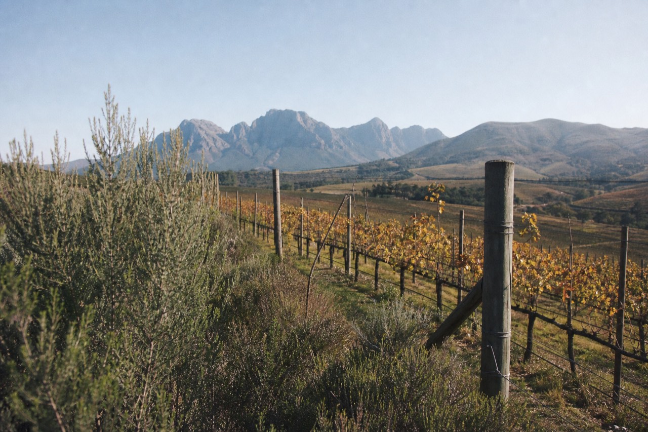 Vineyard rows and mountains outside Stellenbosch on a clear day, no text, no logos, no people