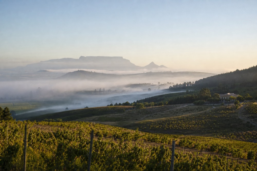 Rolling vineyard hills under a wide sky in the Cape Winelands, no text, no logos, no people
