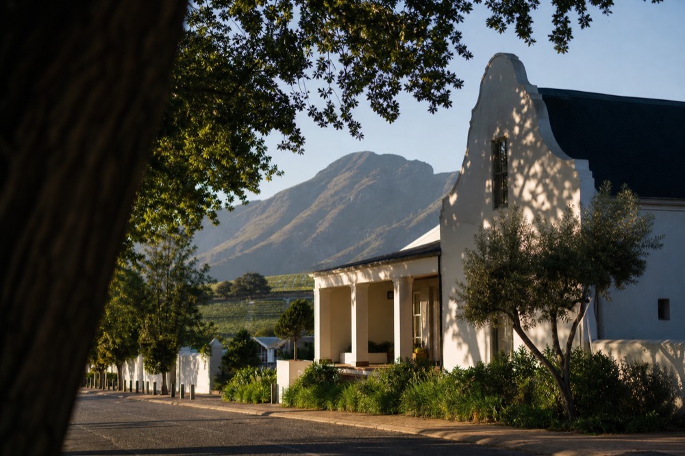 Oak-lined street with Cape Dutch architecture in a winelands town, no text, no logos, no people