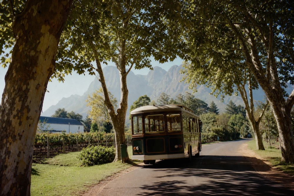 A vintage-style tram-bus travelling a tree-lined road between Franschhoek wine estates, no text, no logos, no people