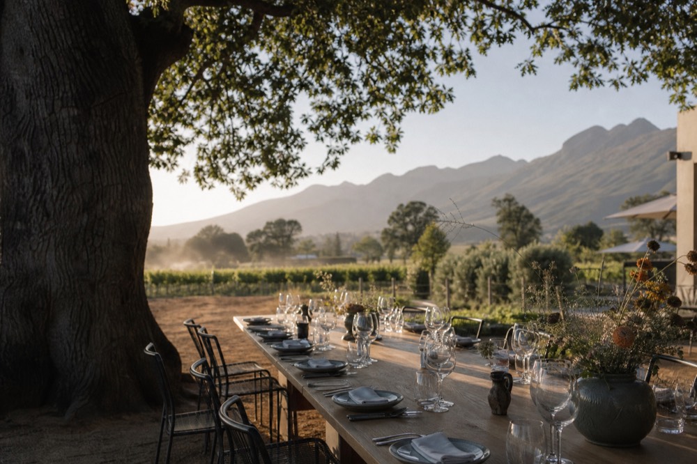 A long table set for lunch under oak trees on a Franschhoek wine estate, no text, no logos, no people