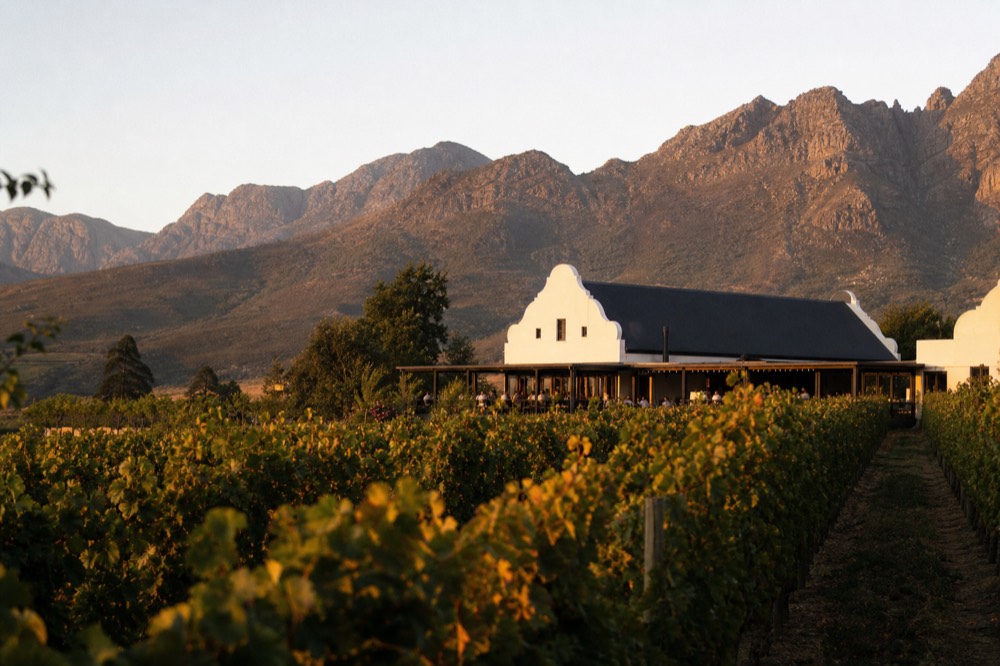 Rows of vines on a Franschhoek estate with mountain peaks behind them, no text, no logos, no people