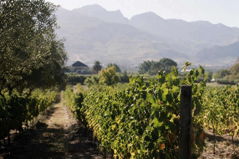 Vineyard rows on a Stellenbosch estate with mountains in the background, no text, no logos, no people