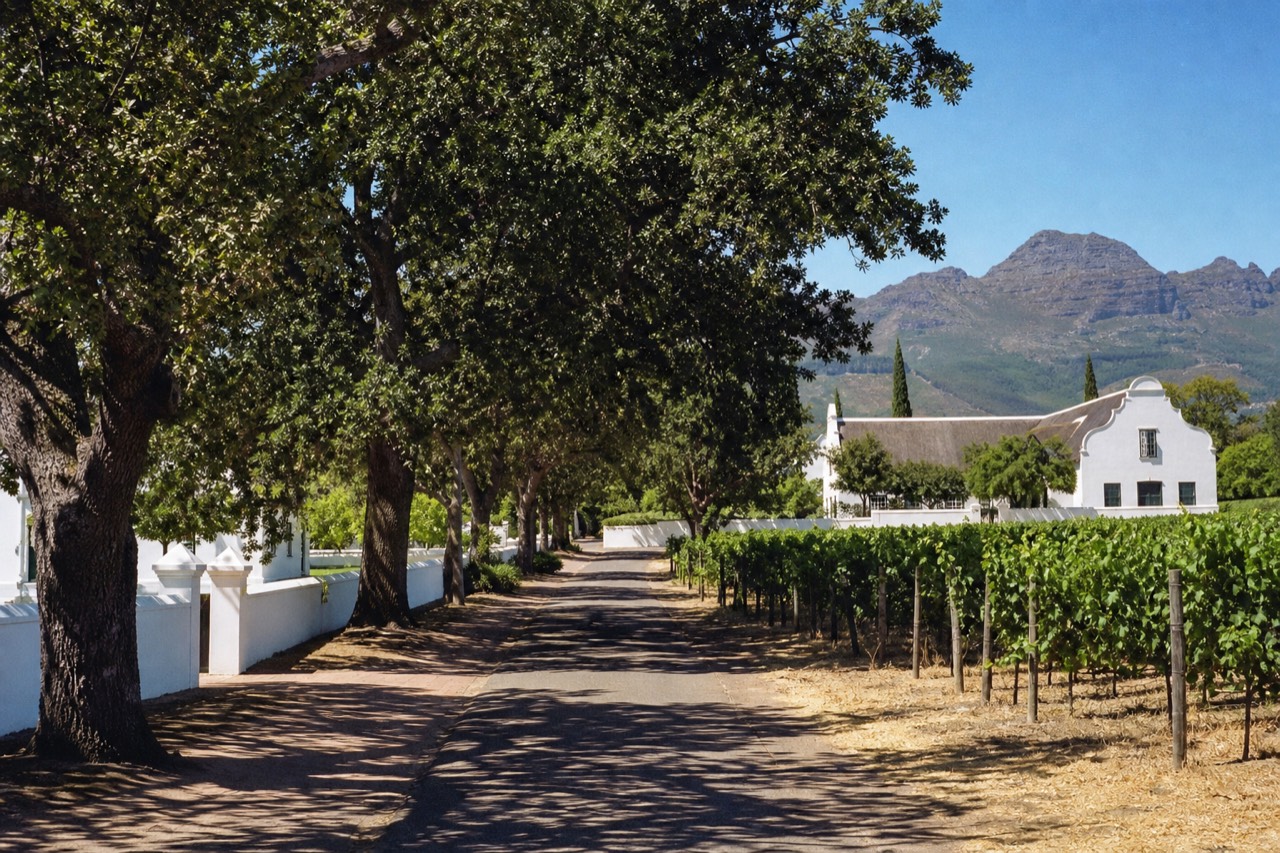 Oak-lined street with Cape Dutch wine estate buildings and mountains behind, no text, no logos, no people.