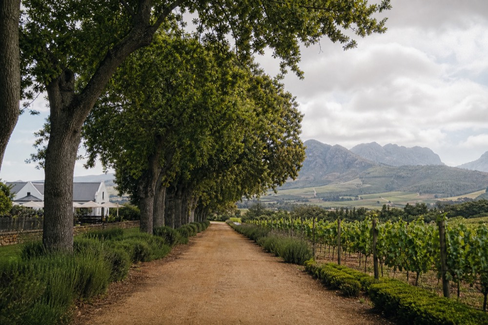 Road winding through vineyards toward mountains in the Cape Winelands, no text, no logos, no people