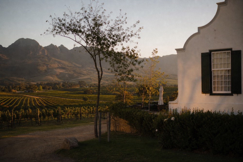 Evening light over a Cape Dutch manor house and vineyards near Stellenbosch, no text, no logos, no people