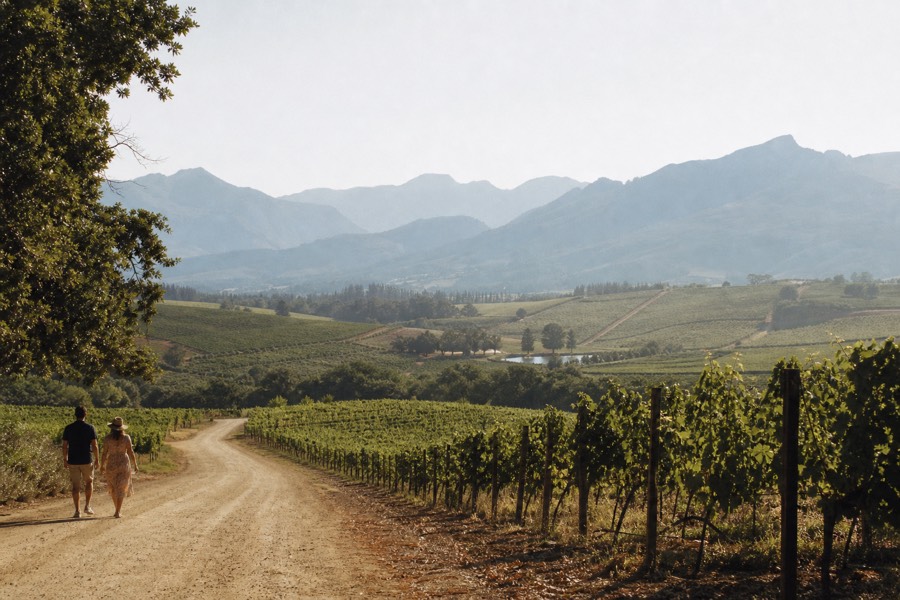 Rolling Cape Winelands vineyard blocks stretching toward distant mountain ranges, a farm road curving between separate wine valleys