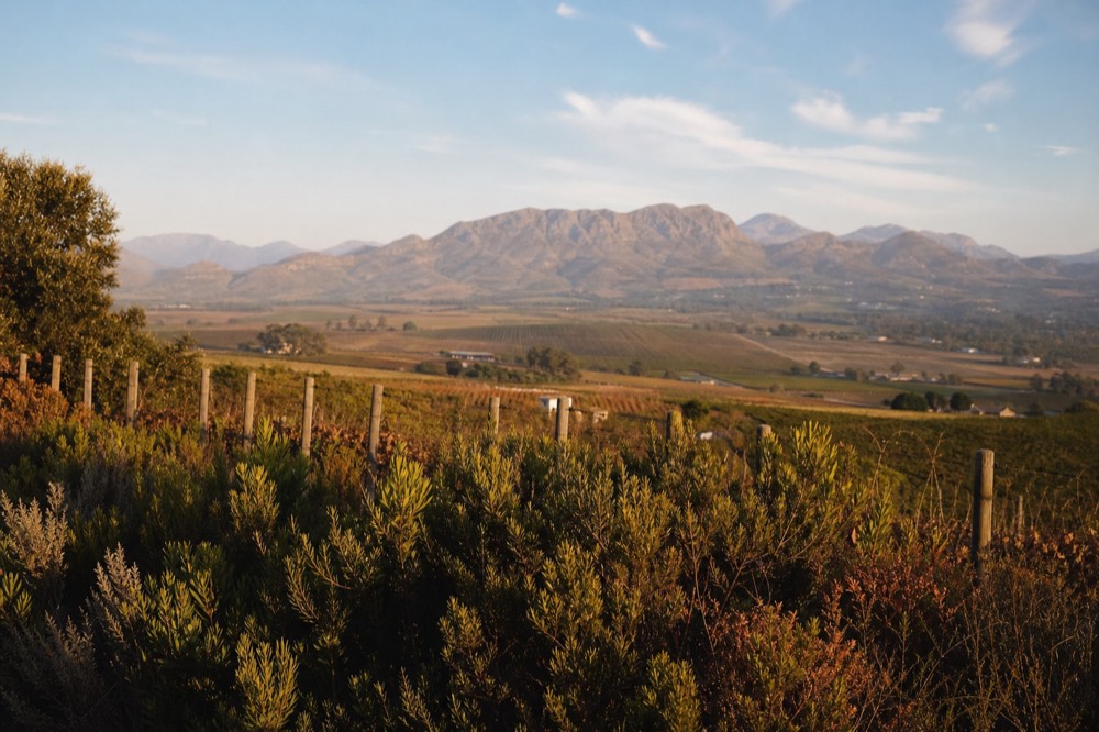 Evening light over Paarl valley with wide vineyard plains, no text, no logos, no people
