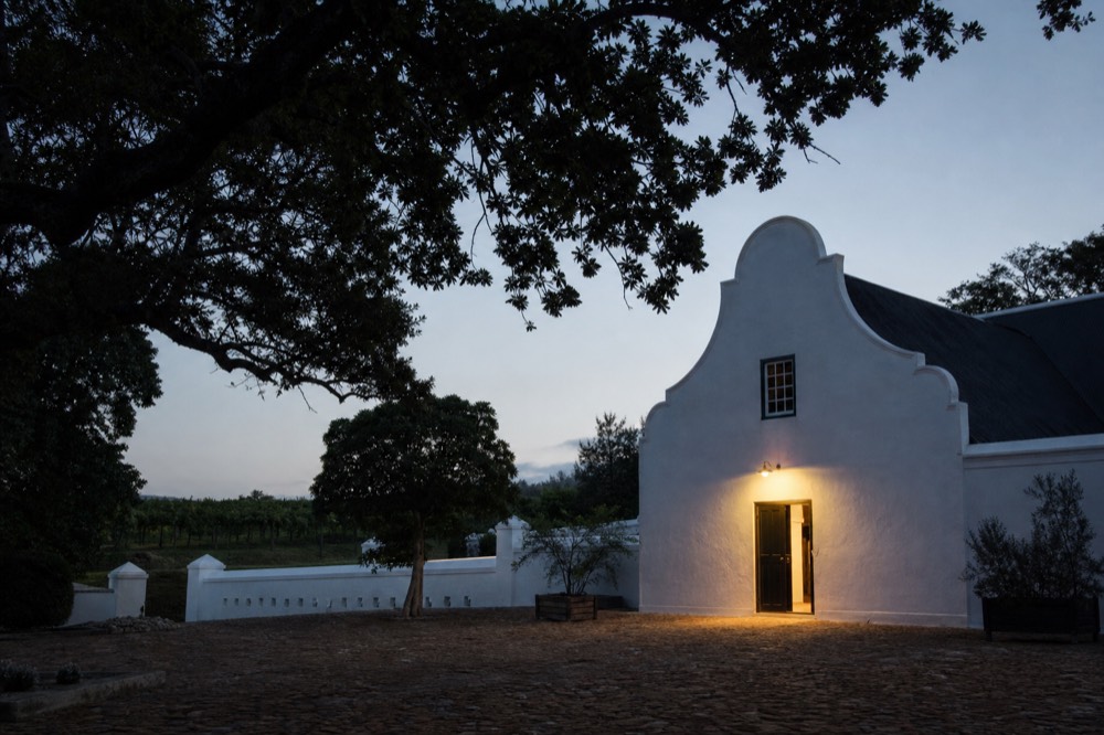 Oak trees and vineyards on a historic Constantia wine farm, no text, no logos, no people