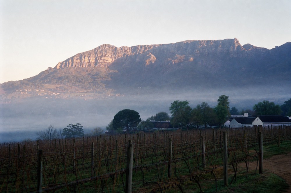 Mountain backdrop behind vineyard rows near Constantia Nek, no text, no logos, no people