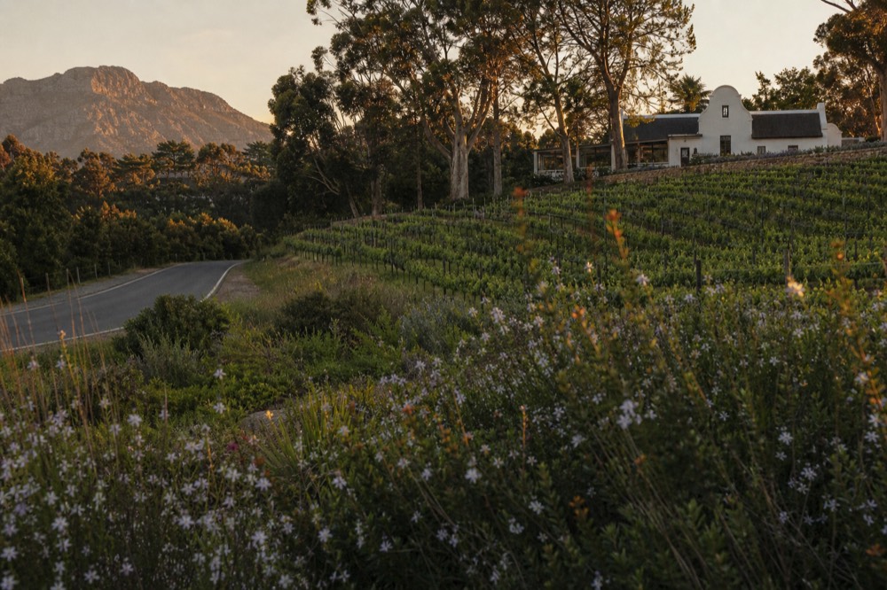 Spring vineyard landscape with flowering fynbos along a Constantia road, no text, no logos, no people