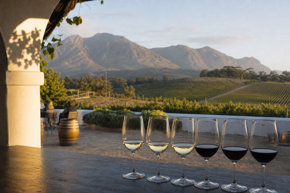 Tasting flight of red and white wines on a cellar door counter, no text, no logos, no people