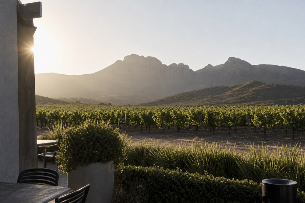 Morning light over vineyard rows with mountain peaks in the background, no text, no logos, no people