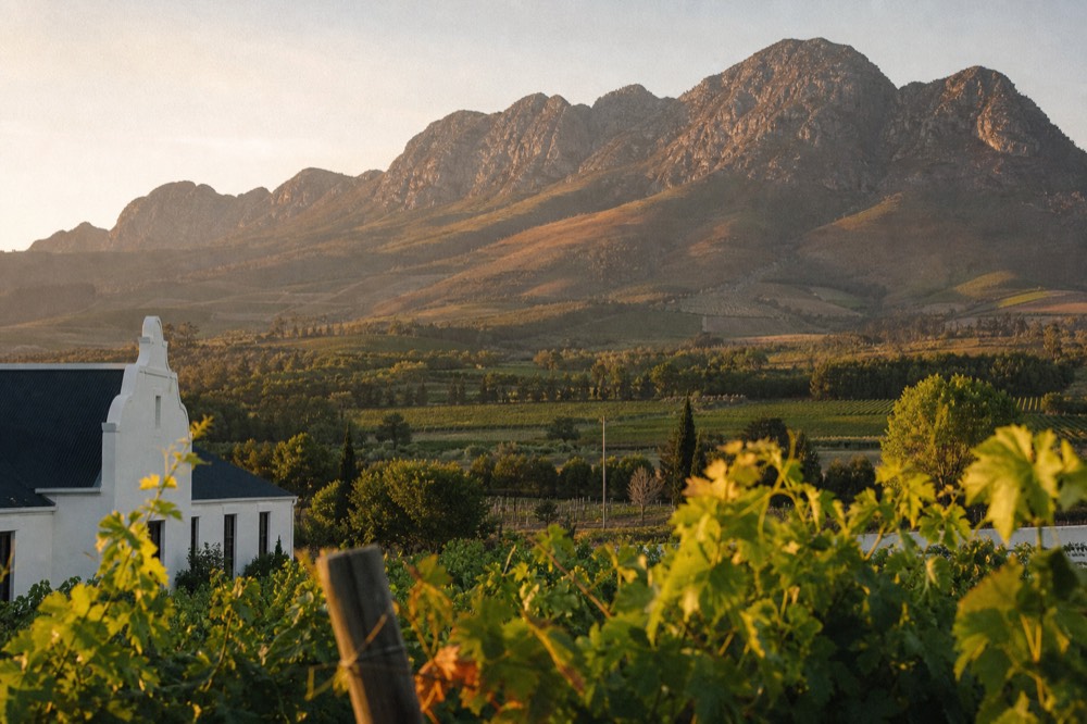 Wide Paarl valley with vineyards and granite outcrops in warm afternoon light, no text, no logos, no people