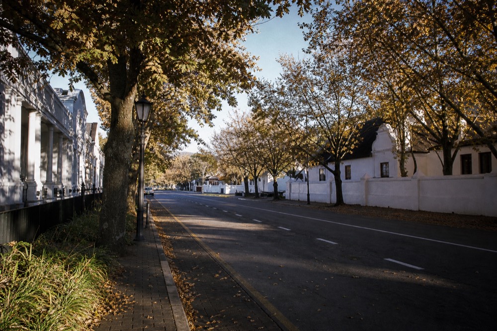 Oak-lined street with Cape Dutch architecture in Stellenbosch town centre, no text, no logos, no people