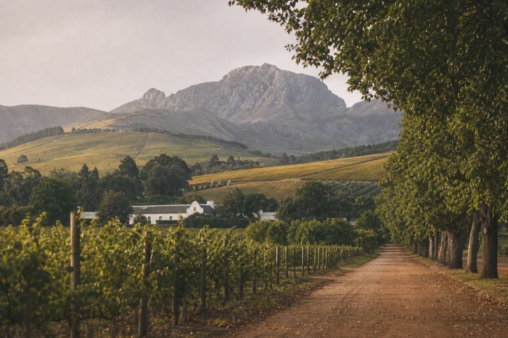 Mountain backdrop over rolling golden-hour vineyards near Stellenbosch, no text, no logos, no people