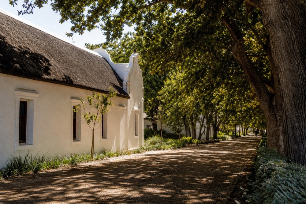 Oak-lined street with Cape Dutch architecture in Stellenbosch, no text, no logos, no people