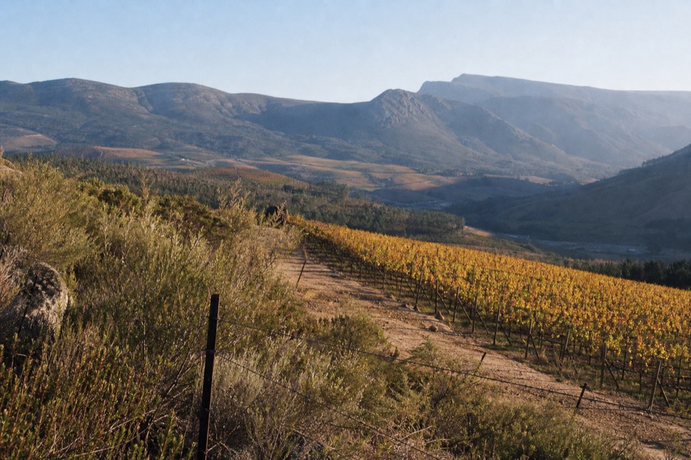 Vineyard terraces climbing a valley slope in the Cape Winelands, no text, no logos, no people