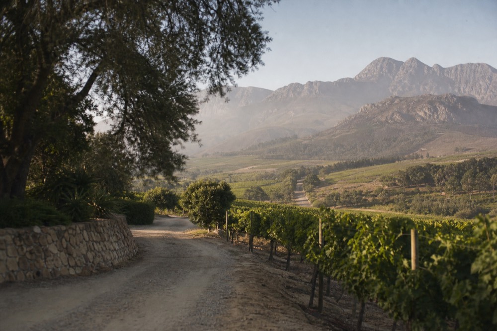Winding road through vineyards and mountains in the Cape Winelands, no text, no logos, no people